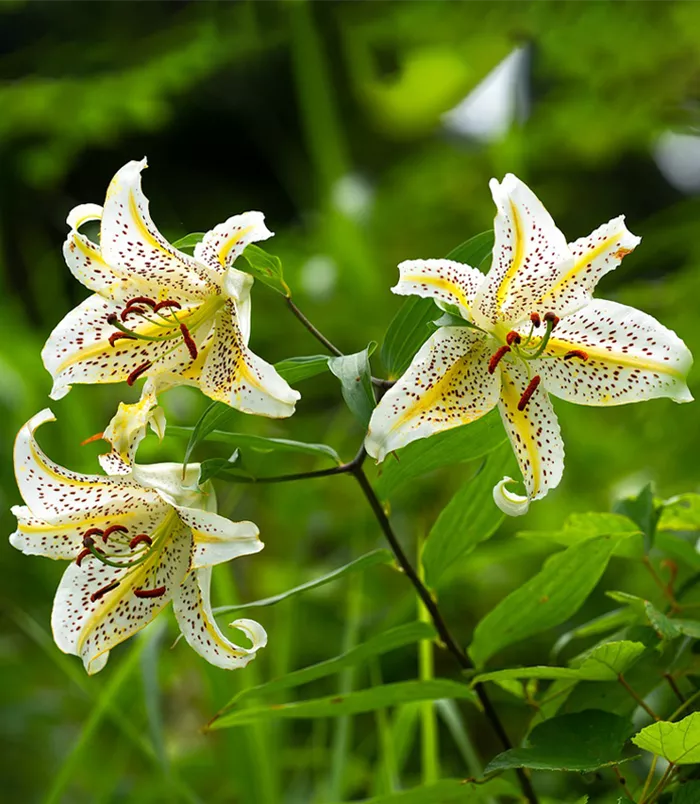 lilien-lilium.png