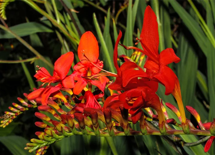 montbretien-crocosmia.png