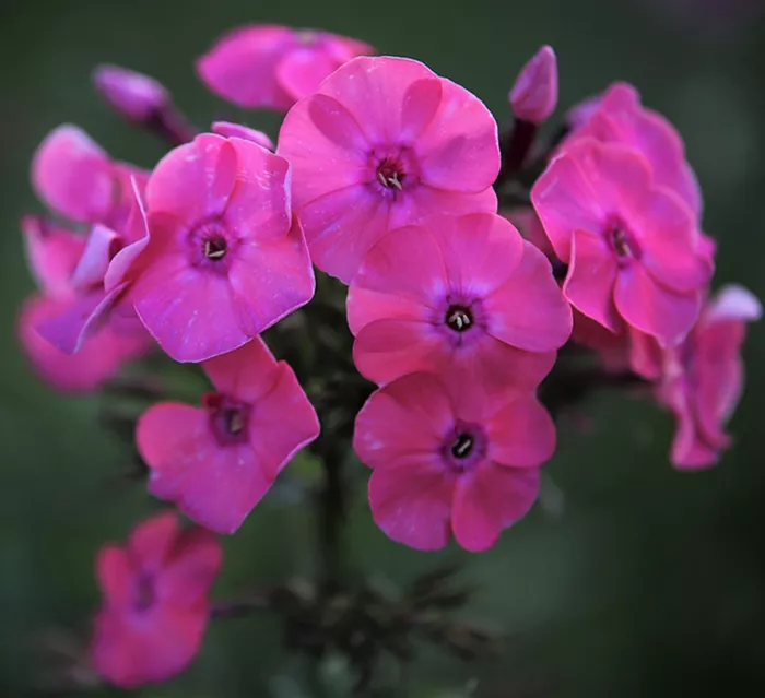 hohe-flammenblume-phlox-paniculata.png