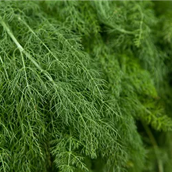 dill-kraeuterkunde-weingaertner-gartencenter.png