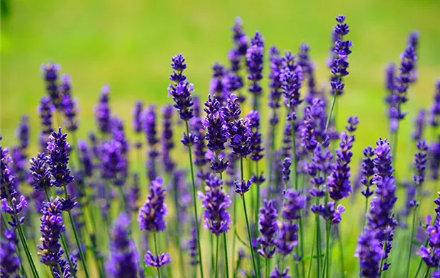 lavendel-kraeuterkunde-weingaertner-gartencenter.png