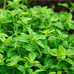 oregano-kraeuterkunde-weingaertner-gartencenter.png