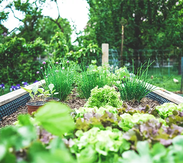 kraeutergarten-kraeuterkunde-weingaertner-gartencenter.png