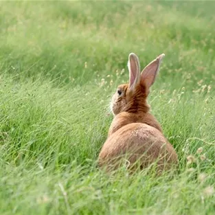 hase-warum-der-hase-die-eier-bringt-oster-weingaertner-gartencenter.jpg