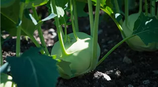 kohlrabi-gemuese-aus-dem-eigenen-garten-weingaertner-gartencenter.jpg