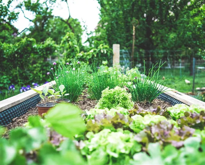 hochbeet-gemuese-aus-dem-eigenen-garten-weingaertner-gartencenter.jpg