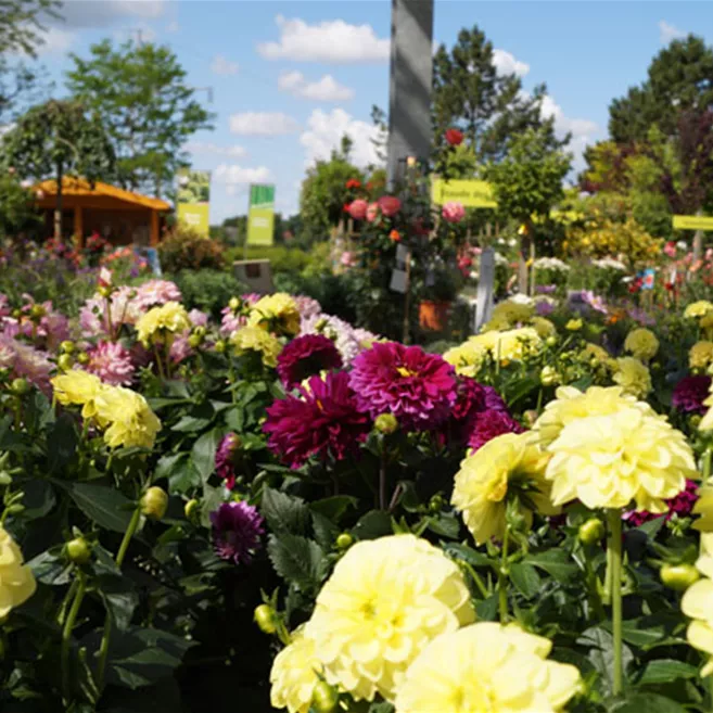 aussenbereich-baumschule-weingaertner-gartencenter.jpg