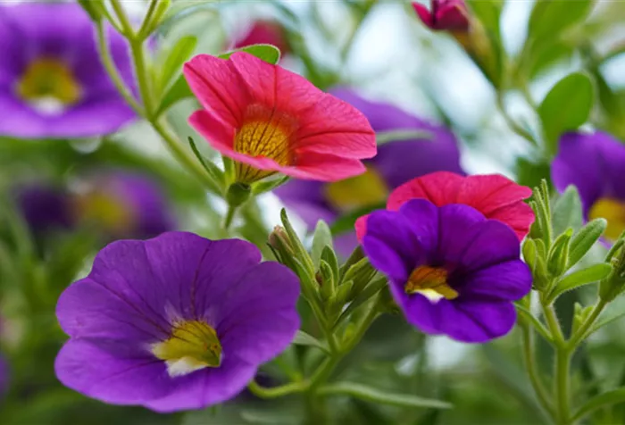 magic-bells-beet-balkon-pflanzen-weingaertner-gartencenter.jpg