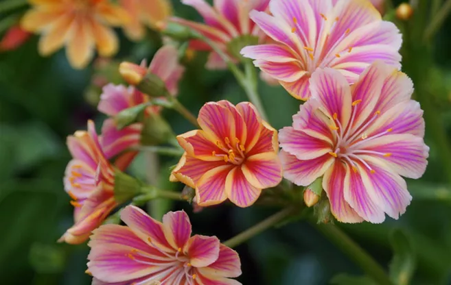 bellandris-sommerblumen-beet-balkon-pflanzen-weingaertner-gartencenter.jpg