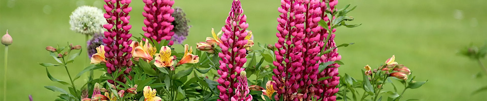 lupines-g44e9256b4_1920.jpg lupines-g44e9256b4_1920.jpg