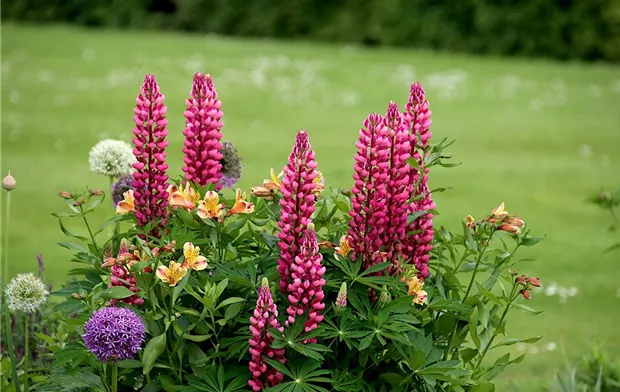 lupines-g44e9256b4_1920.jpg