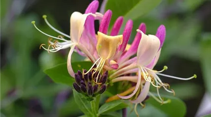 honeysuckle-3493314_1280.jpg