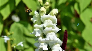 LÖWENMÄULCHEN snapdragons-g65b379ebe_1920.jpg