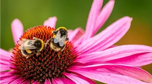 SONNENHUT Echinacea bee-gad6d53d9d_1920.jpg