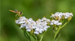 SCHAFGARBE hover-fly-g789edae07_1920.jpg