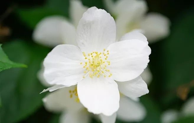 JASMIN mock-orange-gcbf5e48f0_1920.jpg