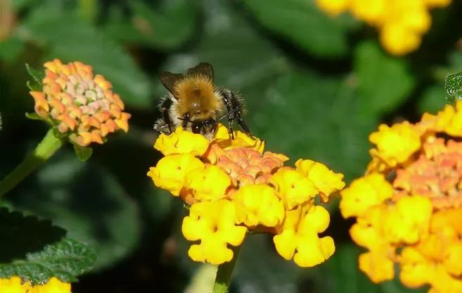 LANTANA vertible-rose-ge4e96d7c7_1920.jpg