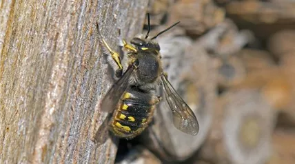 wool-bee-g24fb976e8_1920.jpg