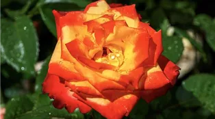 rose-g463342bd6_1920.jpg