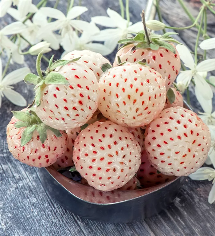 pineberry-erdbeerzeit.png