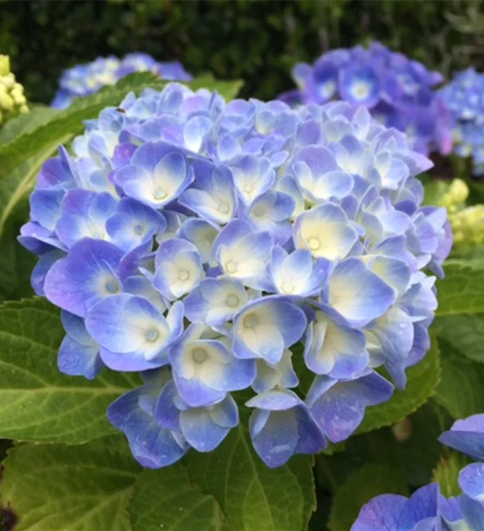 WEIN_Hydrangea_7.JPG