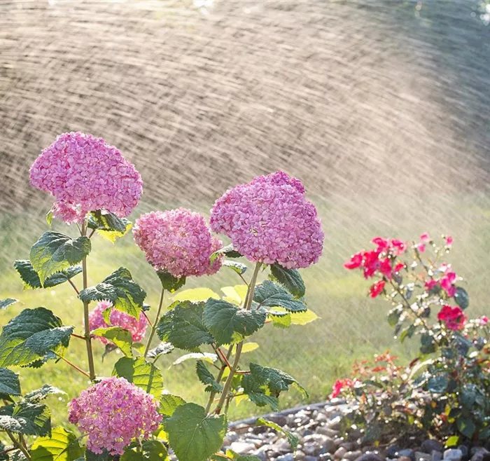 hydrangeas-gc82d606a8_1920.jpg