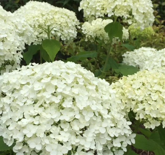 WEIN_Hydrangea_Snowball_1.JPG