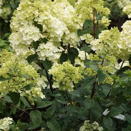 WEIN_Hydrangea_Rispe_1.jpg