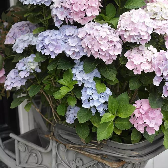 hydrangea-g271728829_1920.jpg