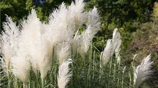 ornamental-grass-g18b3c5213_1920.jpg