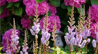 Astilbe summer-g3bbb83123_1920.jpg