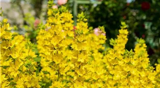 Lysimachia yellow-loosestrife-g87db80677_1920.jpg