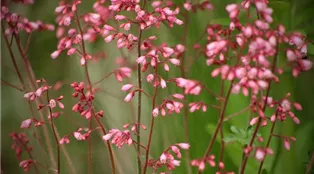 purple-bells-g4f7a62608_1920.jpg