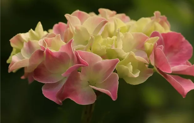 hydrangea-gf358c2258_1920.jpg