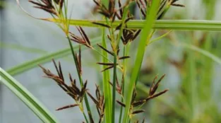 Cyperus longus