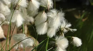 Eriophorum angustifolium