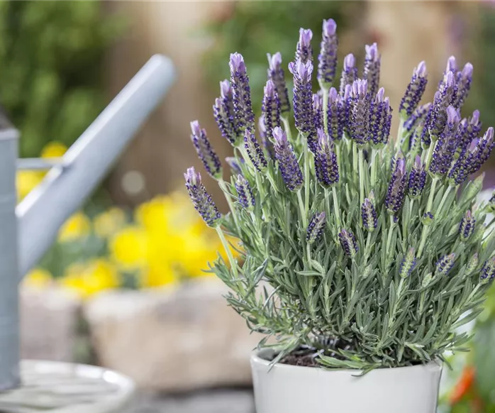 Lavandula stoechas 'Anouk'