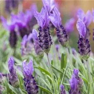 Lavandula stoechas