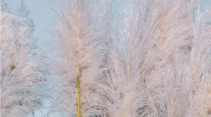 pampas-grass-7056098_1920.jpg