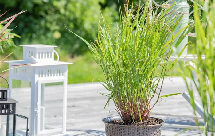 Panicum virgatum 'Rehbraun'