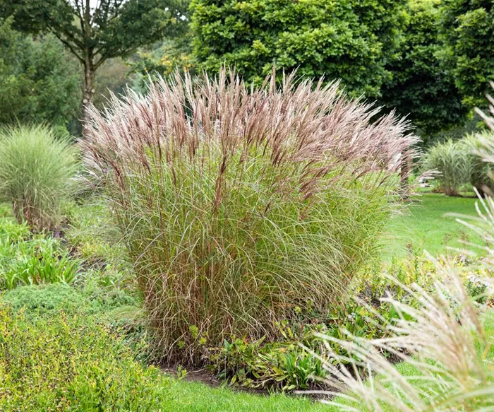 Miscanthus sinensis