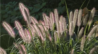 Lampenputzergras (Pennisetum alopecuroides).jpg