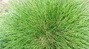 Bärenfell-Schwingel (Festuca gautieri).jpg