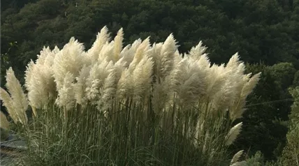 Pampasgras (Cortaderia selloana).jpg