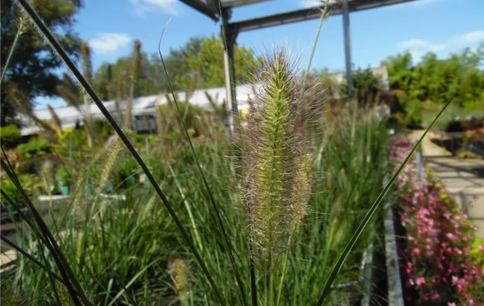 WEIN Pennisetum Lampenputzergras 3.JPG