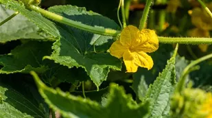 Cucurbita