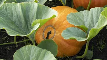 Cucurbita maxima