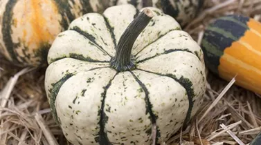 Cucurbita pepo 'Patidou'