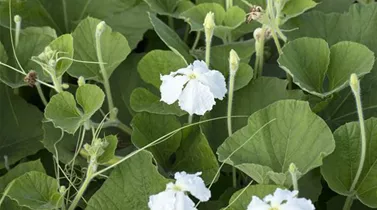 Cucurbita lagenaria