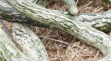 Cucurbita lagenaria